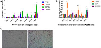 In Vitro Differentiation of Preosteoblast-Like Cells, MC3T3-E1, to Adipocytes Is Enhanced by 1,25(OH)2 Vitamin D3